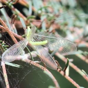 Chrysopidae (family) at Bandiana, VIC - 3 Apr 2023