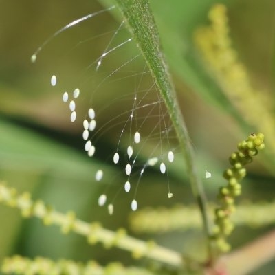 Neuroptera (order) (Unidentified lacewing) at Wodonga - 3 Apr 2023 by KylieWaldon