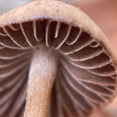 Panaeolus sp. (Panaeolus) at Canberra, ACT - 3 Apr 2023 by Hejor1