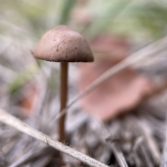 Panaeolus sp. at Canberra, ACT - 3 Apr 2023