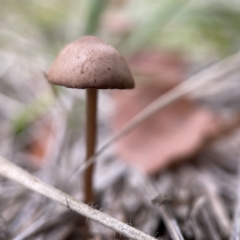 Panaeolus sp. at Canberra, ACT - 3 Apr 2023