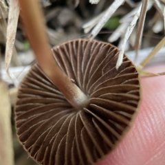 Panaeolus sp. at Canberra, ACT - 3 Apr 2023