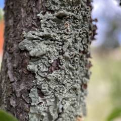 Flavoparmelia sp. (Flavoparmelia Lichen) at Canberra, ACT - 3 Apr 2023 by Hejor1