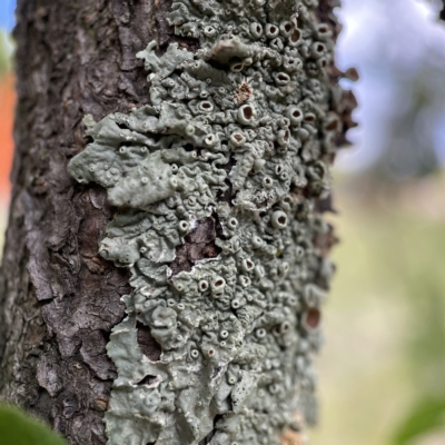 Lichen - crustose at City Renewal Authority Area - 3 Apr 2023 by Hejor1