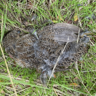 Synoicus ypsilophorus (Brown Quail) at Canberra, ACT - 3 Apr 2023 by Hejor1