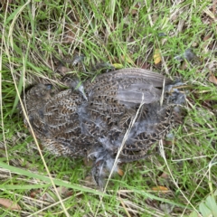 Synoicus ypsilophorus at Canberra, ACT - 3 Apr 2023