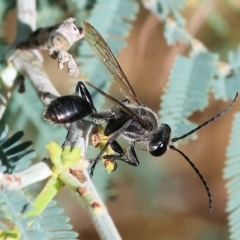 Sphecinae sp. (subfamily) (Unidentified Sand or Digger wasp) at Bandiana, VIC - 3 Apr 2023 by KylieWaldon