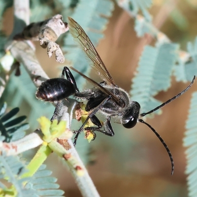 Unidentified Flower wasp (Scoliidae or Tiphiidae) at Bandiana, VIC - 3 Apr 2023 by KylieWaldon