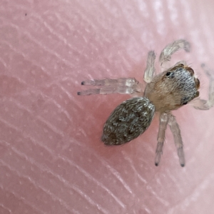 Salticidae (family) at Canberra, ACT - 3 Apr 2023