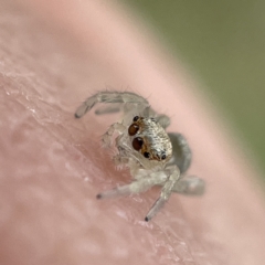 Salticidae (family) at Canberra, ACT - 3 Apr 2023