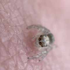 Salticidae (family) at Canberra, ACT - 3 Apr 2023