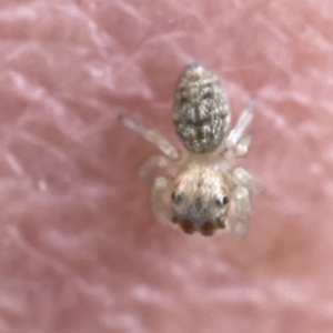 Salticidae (family) at Canberra, ACT - 3 Apr 2023