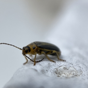 Xanthogaleruca luteola at Canberra, ACT - 3 Apr 2023 11:36 AM