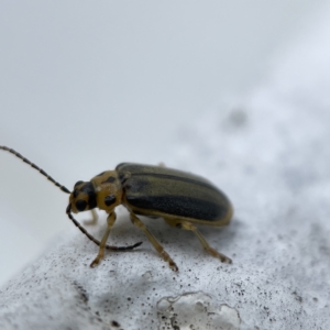 Xanthogaleruca luteola at Canberra, ACT - 3 Apr 2023