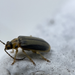 Xanthogaleruca luteola at Canberra, ACT - 3 Apr 2023 11:36 AM