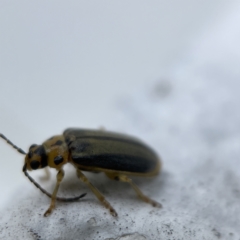 Xanthogaleruca luteola at Canberra, ACT - 3 Apr 2023 11:36 AM