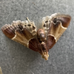 Pyralis farinalis (Meal Moth (Pyralinae) at Canberra, ACT - 3 Apr 2023 by Hejor1