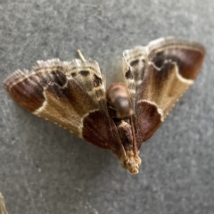 Pyralis farinalis (Meal Moth) at Canberra, ACT - 3 Apr 2023 by Hejor1