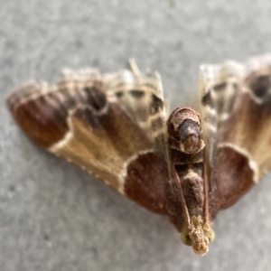 Pyralis farinalis at Canberra, ACT - 3 Apr 2023