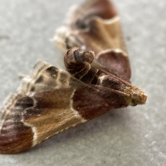 Pyralis farinalis at Canberra, ACT - 3 Apr 2023