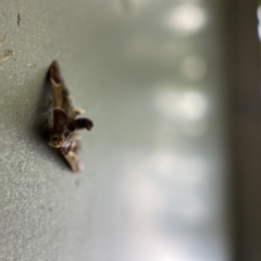 Pyralis farinalis at Canberra, ACT - 3 Apr 2023