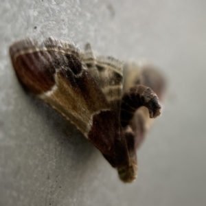 Pyralis farinalis at Canberra, ACT - 3 Apr 2023