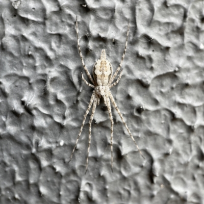 Tamopsis fickerti (Two-tailed spider) at City Renewal Authority Area - 2 Apr 2023 by Hejor1