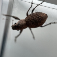 Naupactus cervinus (Fuller's rose weevil) at Canberra, ACT - 2 Apr 2023 by Hejor1