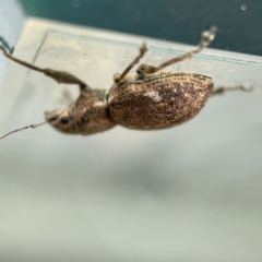 Naupactus cervinus at Canberra, ACT - 3 Apr 2023 09:24 AM