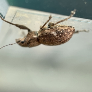 Naupactus cervinus at Canberra, ACT - 3 Apr 2023