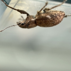 Naupactus cervinus at Canberra, ACT - 3 Apr 2023