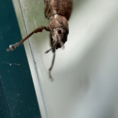 Naupactus cervinus at Canberra, ACT - 3 Apr 2023