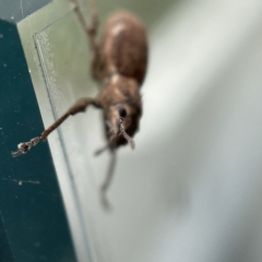 Naupactus cervinus at Canberra, ACT - 3 Apr 2023