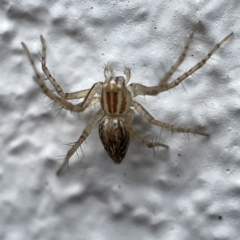 Oxyopes (genus) (Lynx spider) at Canberra, ACT - 3 Apr 2023 by Hejor1