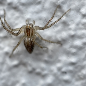 Oxyopes sp. (genus) at Canberra, ACT - 3 Apr 2023