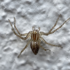 Oxyopes sp. (genus) at Canberra, ACT - 3 Apr 2023