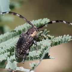 Ancita marginicollis (A longhorn beetle) at Monitoring Site 117 - Road - 3 Apr 2023 by KylieWaldon