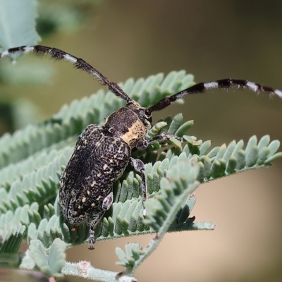 Ancita marginicollis (A longhorn beetle) at Wodonga - 3 Apr 2023 by KylieWaldon