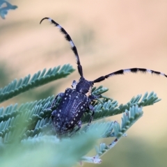 Ancita marginicollis at Bandiana, VIC - 3 Apr 2023