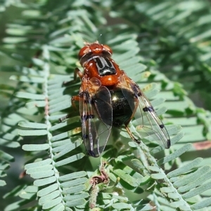 Lamprogaster relucens at Bandiana, VIC - 3 Apr 2023