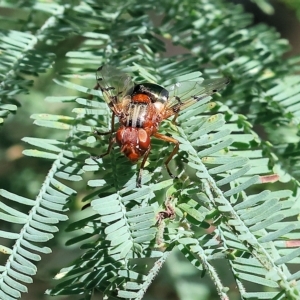 Lamprogaster relucens at Bandiana, VIC - 3 Apr 2023