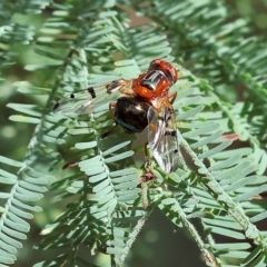 Lamprogaster relucens at Bandiana, VIC - 3 Apr 2023