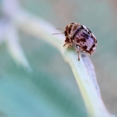 Elaphodes sp. (genus) (Leaf beetle) at Monitoring Site 117 - Road - 3 Apr 2023 by KylieWaldon