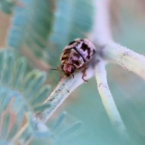 Elaphodes sp. (genus) at Bandiana, VIC - suppressed