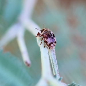Elaphodes sp. (genus) at Bandiana, VIC - suppressed