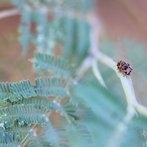 Elaphodes sp. (genus) at Bandiana, VIC - suppressed