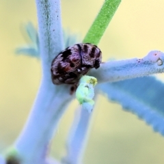 Elaphodes sp. (genus) at Bandiana, VIC - 3 Apr 2023