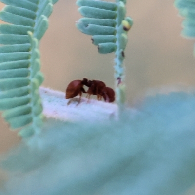 Mutillidae (family) (Unidentified Mutillid wasp or velvet ant) at Wodonga - 3 Apr 2023 by KylieWaldon