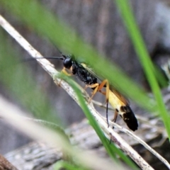 Ichneumonidae (family) (Unidentified ichneumon wasp) at Aranda, ACT - 30 Mar 2023 by CathB