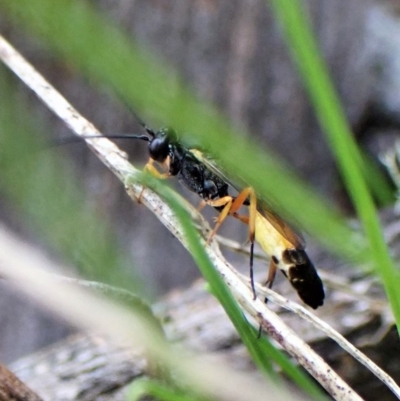 Ichneumonidae (family) (Unidentified ichneumon wasp) at Aranda Bushland - 30 Mar 2023 by CathB